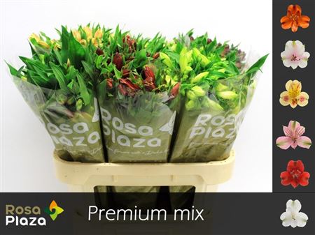 Alstroemeria Mixed