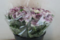 Ranunculus Elegance Cappucino Ex