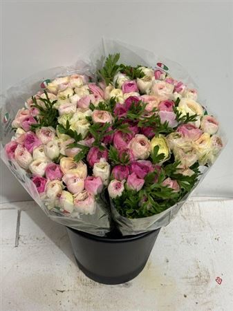 Ranunculus Elegance White Sfumato