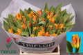 Tulip Fr Real Time