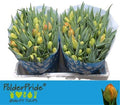 Tulip Du Icoon