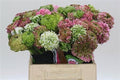 Ranunculus Pon Pon Rainbow