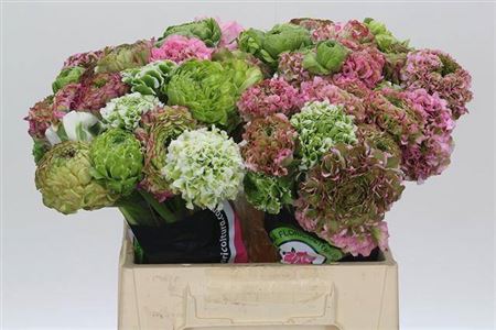 Ranunculus Pon Pon Rainbow