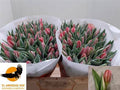 Tulip En Pretty Princes