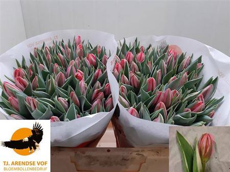 Tulip En Pretty Princes