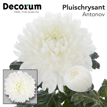 Chrysanthemum - Chrysanthemum - Dekantonov