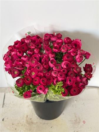 Ranunculus Elegance Dark Pink
