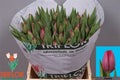 Tulip En Puma