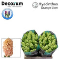 Hyacinth Orange Lion