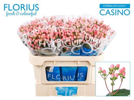 Pink Hypericum ‘Alloco’ Cut Flowers – 50cm Stems