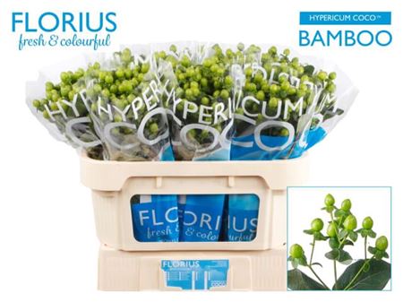 Green Hypericum ‘Coco Bamboo’ Cut Stems – 50cm