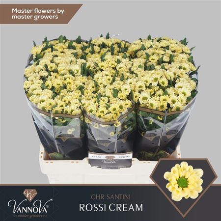 Santini Chrysanthemum - Chrysanthemum - Floroscre