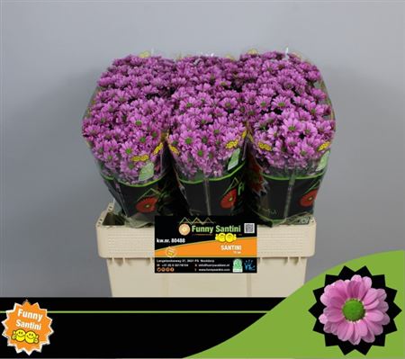 Chrysanthemum Santini Krissi (25 Stems)