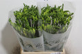 Freesia White Wholesalers Choice