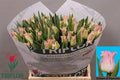 Tulip Co Crown Dynasty