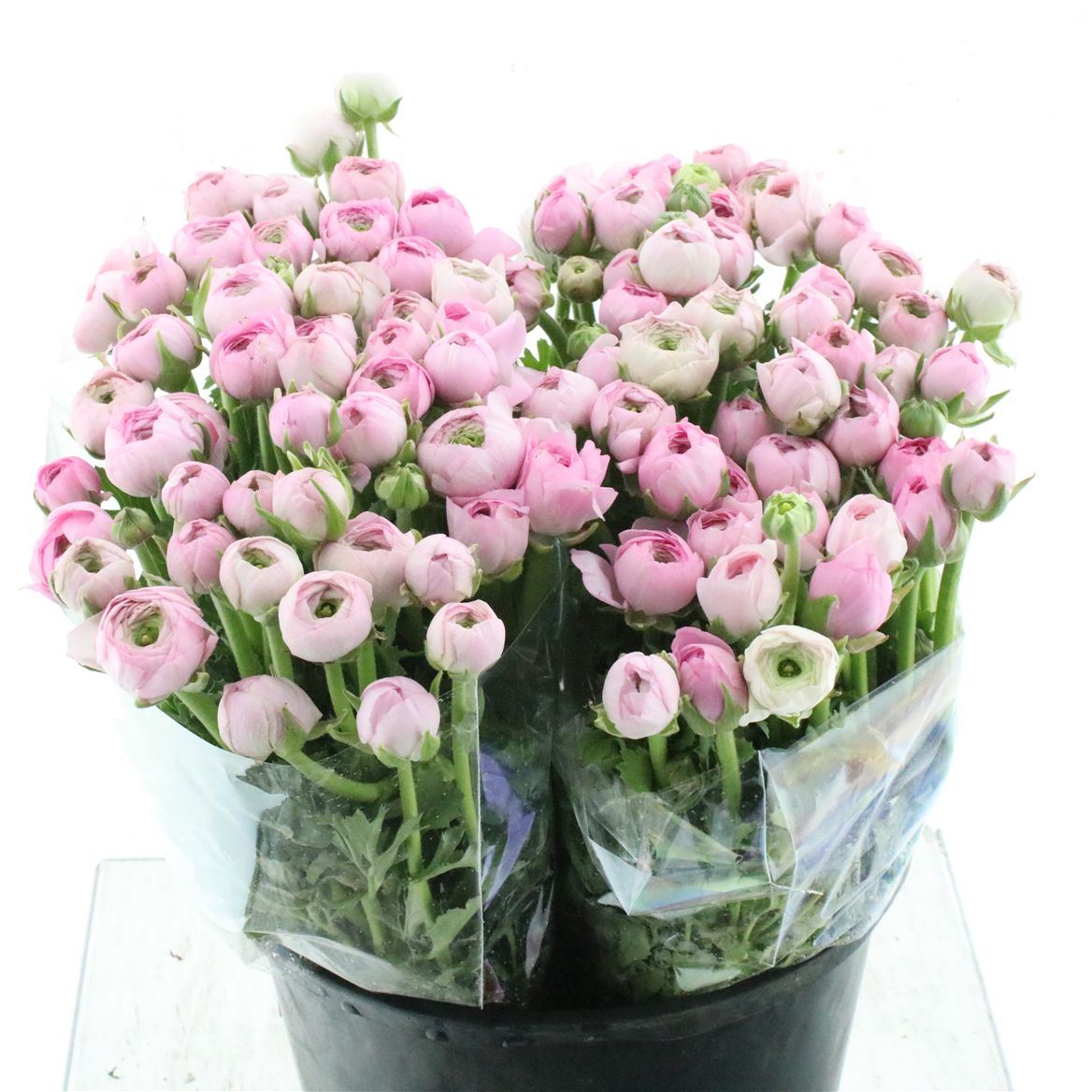 Ranunculus Elegance Marshmallow