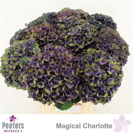 Hydrangea M Charlotte Blue