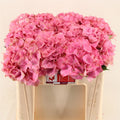 Hydrangea M Roy Palace