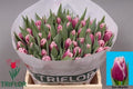 Tulip Fr San Martin