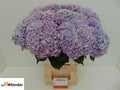 Hydrangea M My Minerva