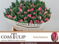 Tulip Coast Du Pink Foxtrot