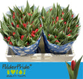 Tulip En Spot On
