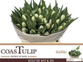 Tulip Coast Du Galileo