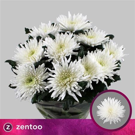 Chrysanthemum G Topspin