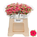 Kalanchoe Sens Pink Meadow
