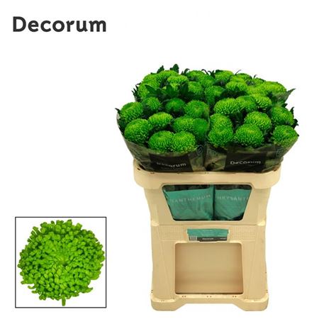 Chrysanthemum - Chrysanthemum - Alemani