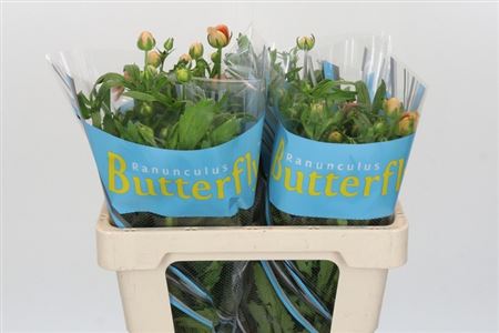 Ranunculus - Ranunculus - Eris