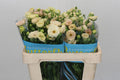 Butterfly Ranunculus - Rax Keramos