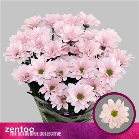 Chrysanthemum Spray Babe