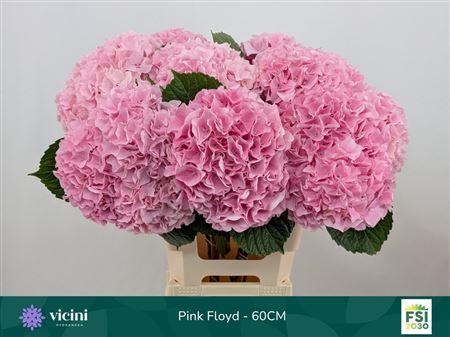 Hydrangea M Pink Floyd