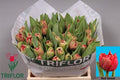 Tulip Du Red Velvet