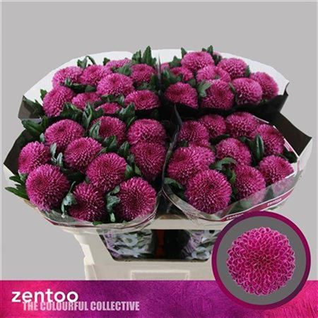 Chrysanthemum G Roxo