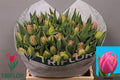 Tulip Du Atlanta
