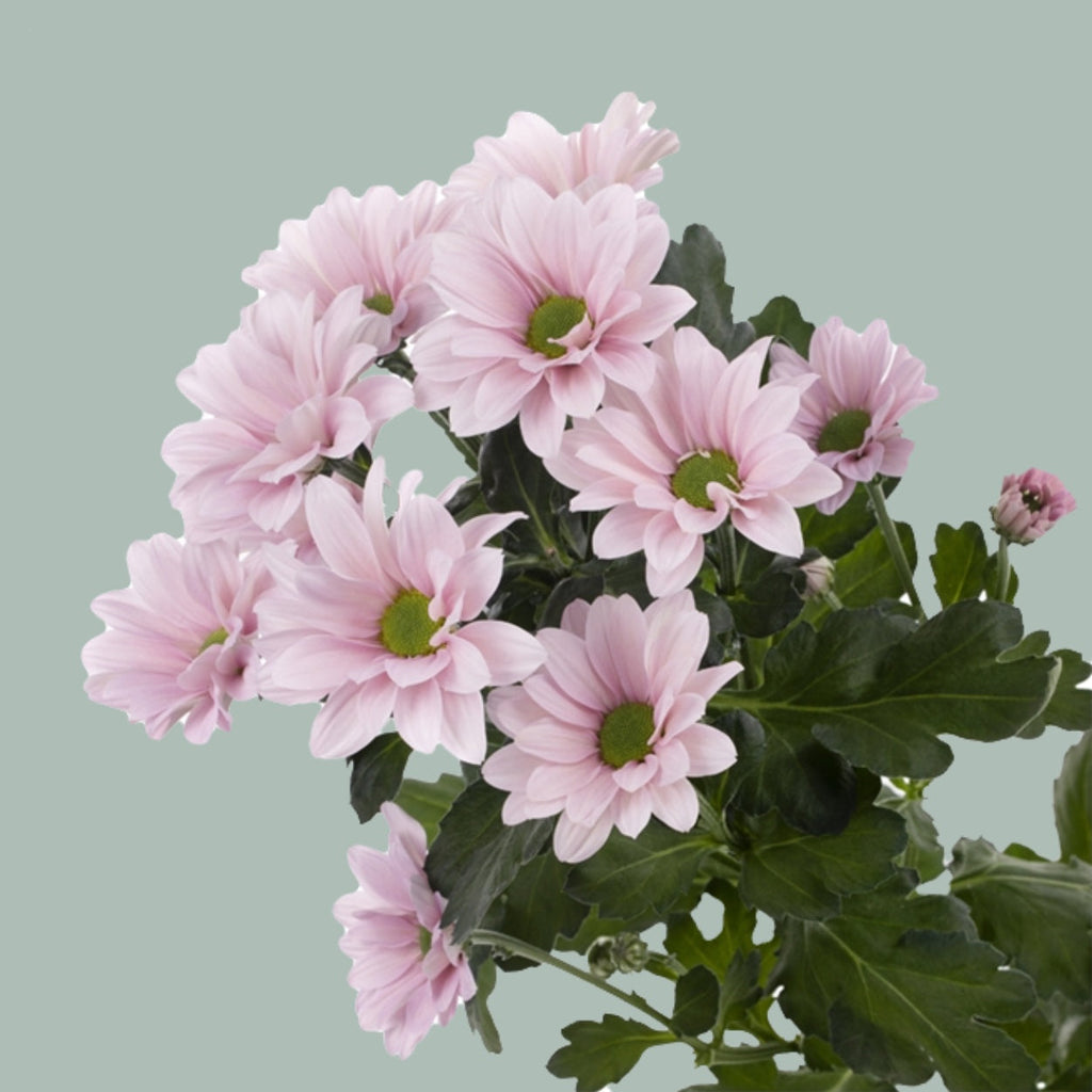 Chrysanthemum Spray Babe