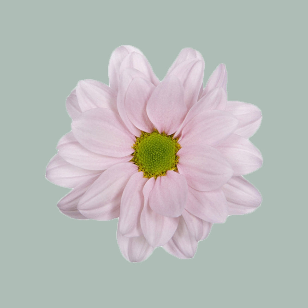 Chrysanthemum Spray Babe