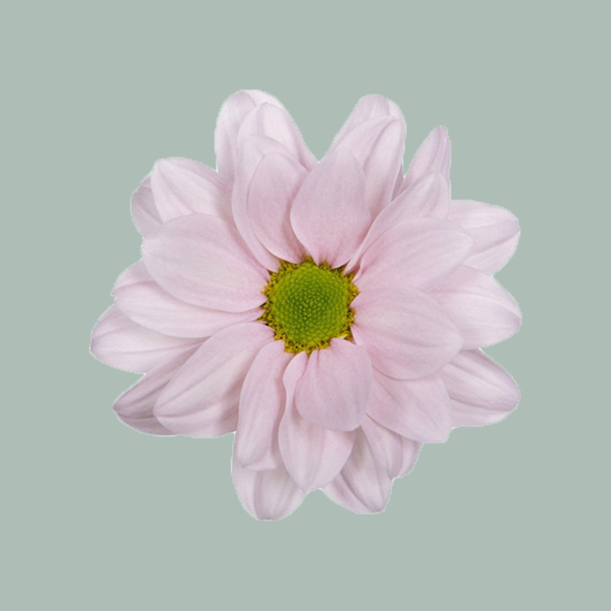 Chrysanthemum Spray Babe