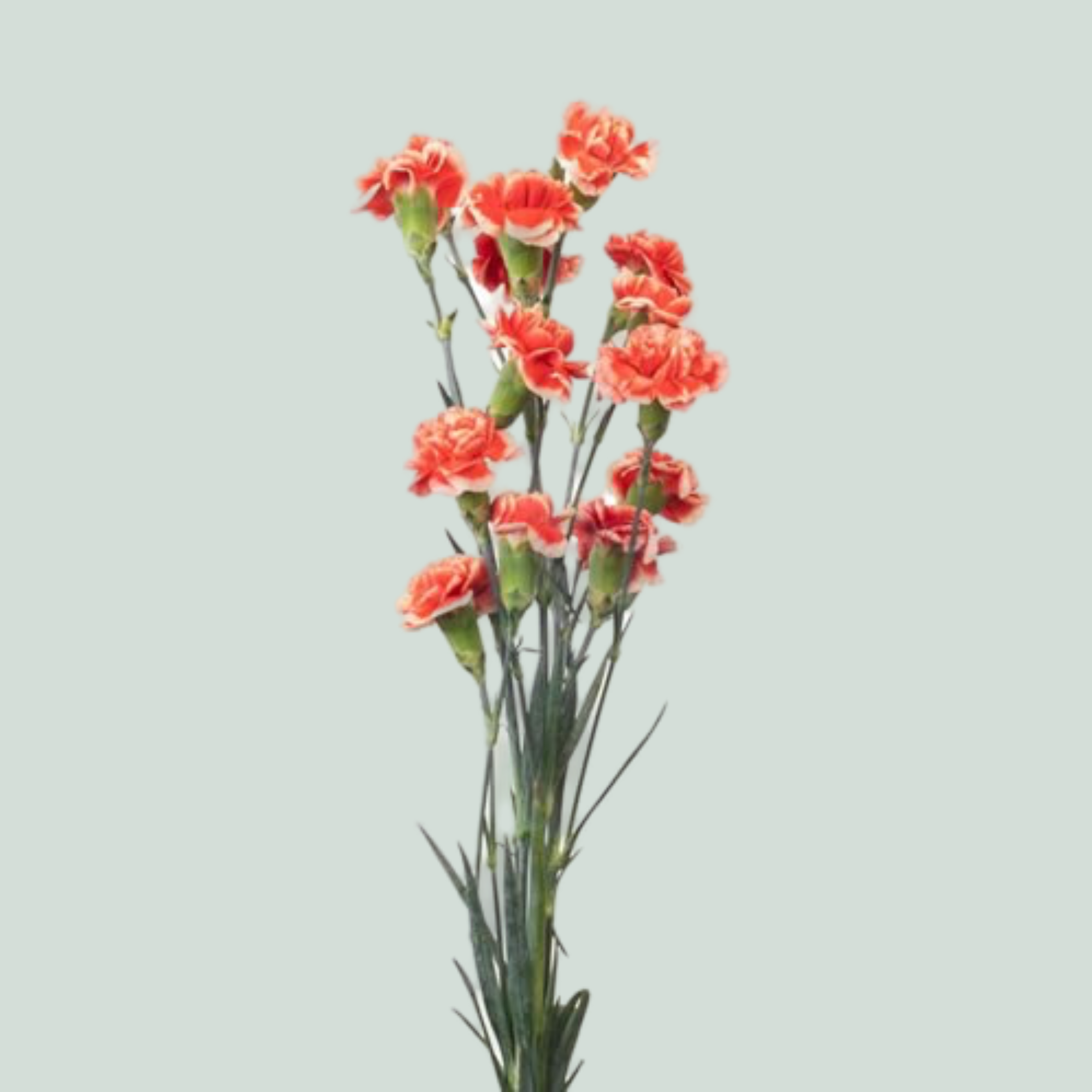 Carnation Spray Balada (20 Stems)
