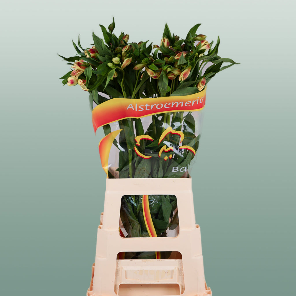 Alstroemeria Bali