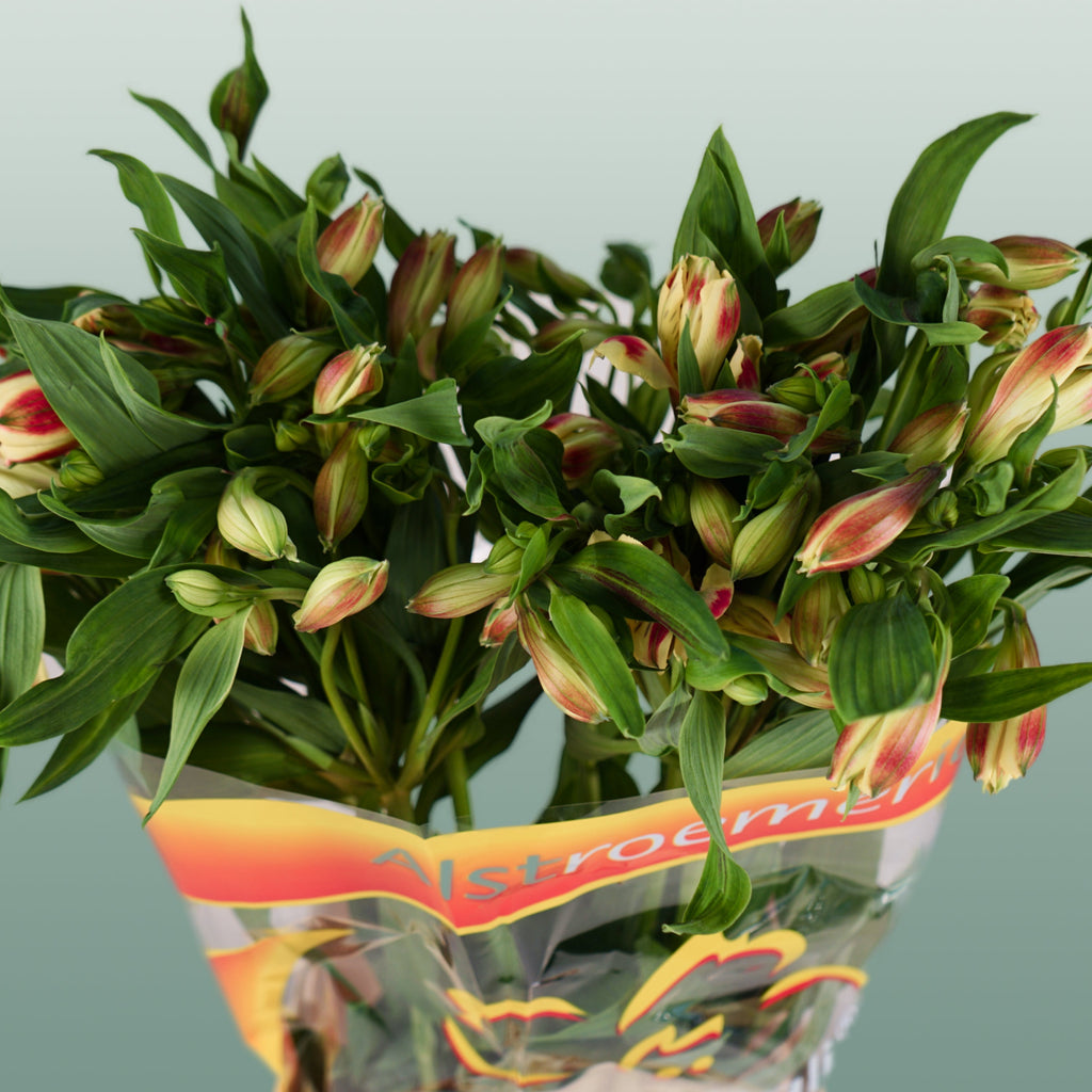 Alstroemeria Bali