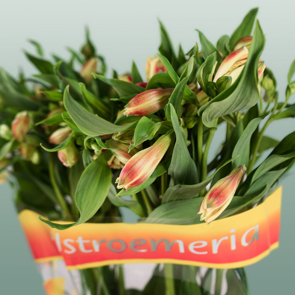 Alstroemeria Bali