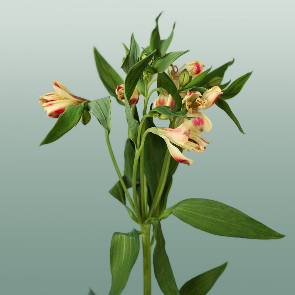 Alstroemeria Bali