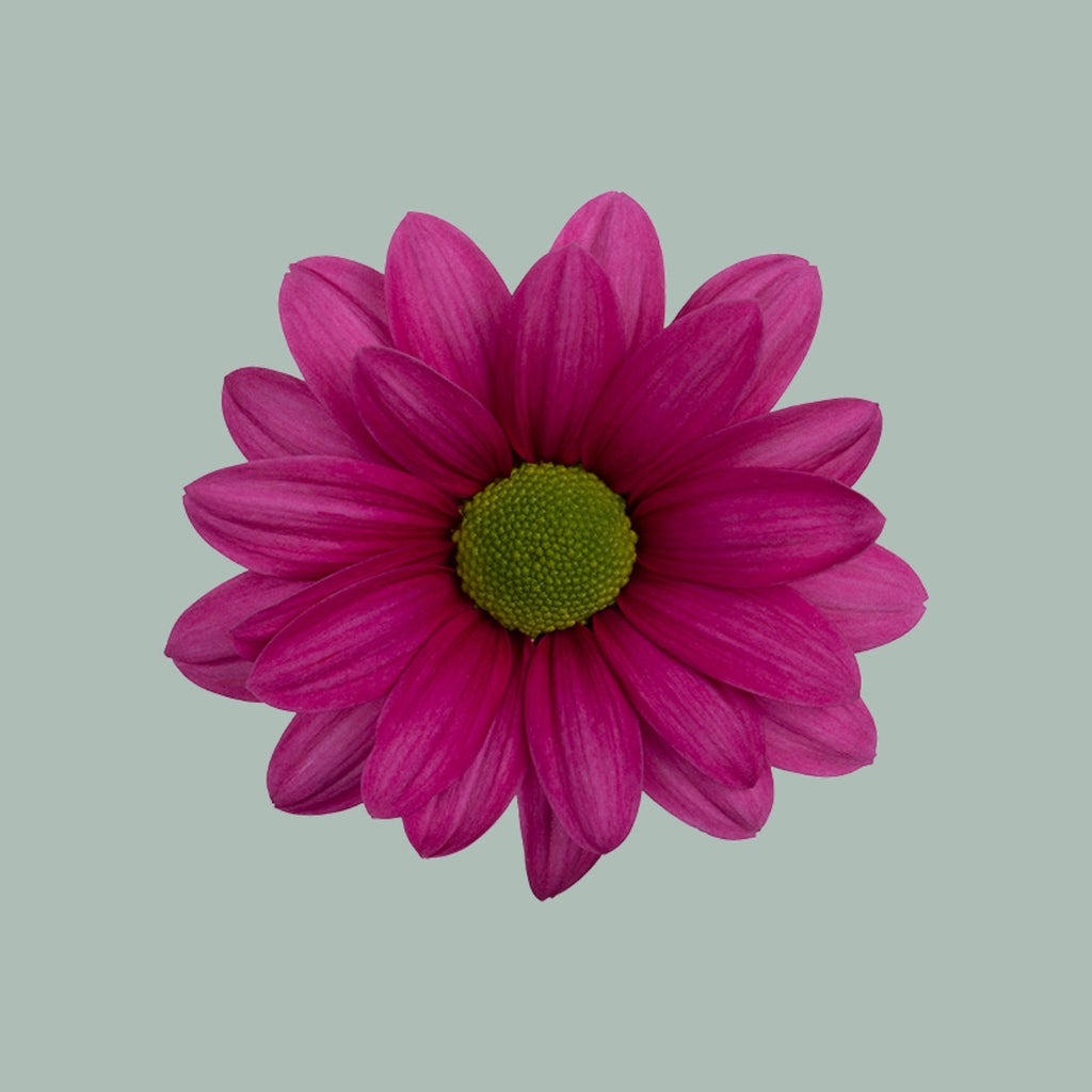 Chrysanthemum Spray Ballerina Dark