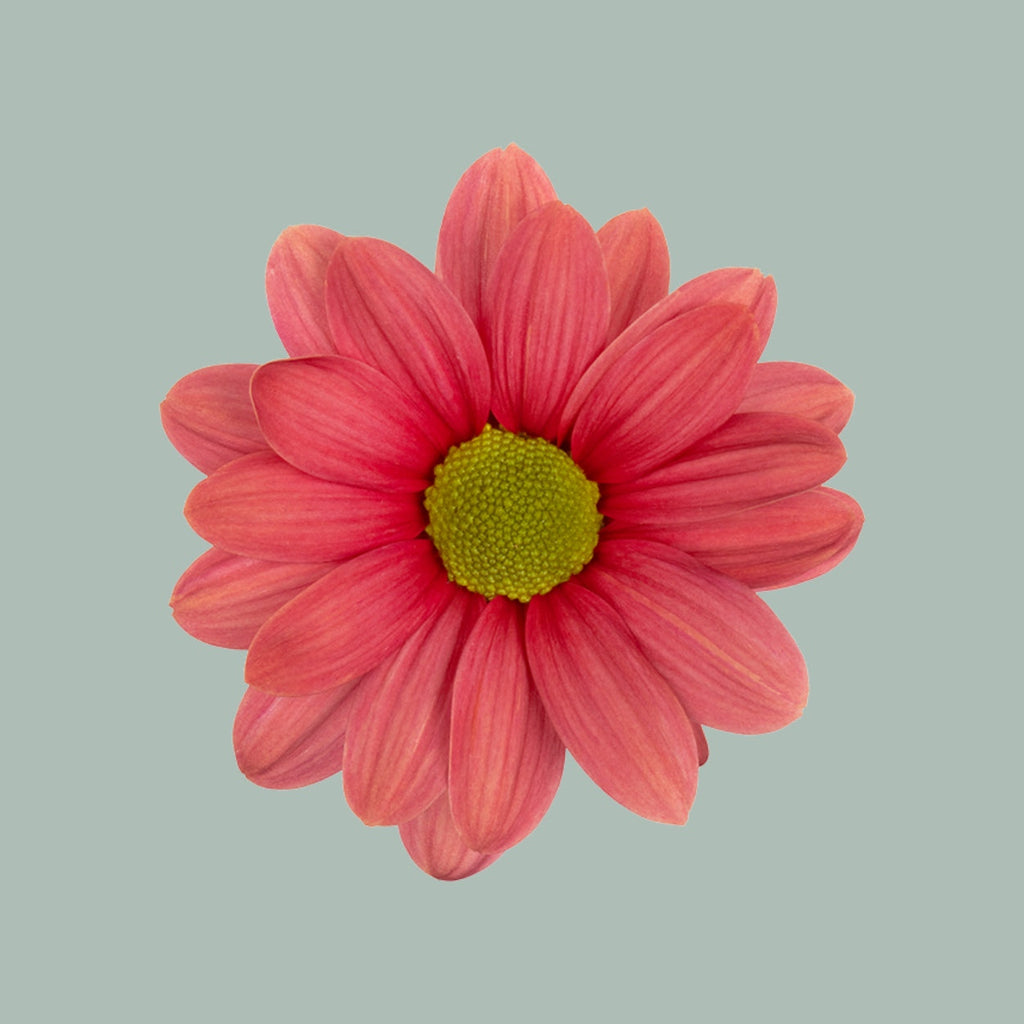Chrysanthemum Spray Ballerina Cherry