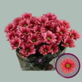 Chrysanthemum Spray Ballerina Cherry