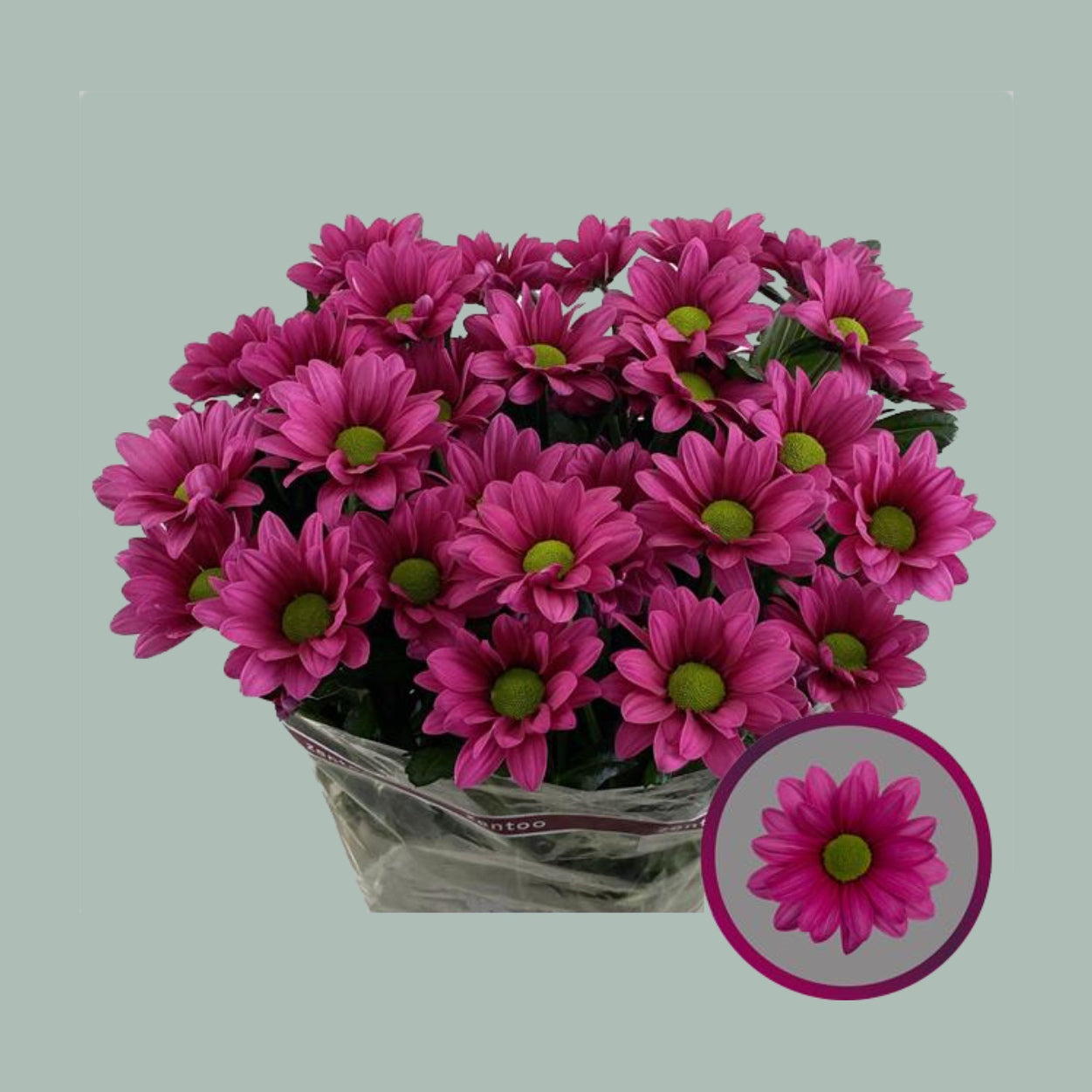 Chrysanthemum Spray Ballerina Dark