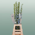 Blue Delphinium ‘Ballkleid’ – 70cm Stems